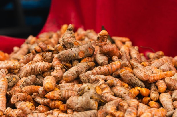 Turmeric root freshly harvested